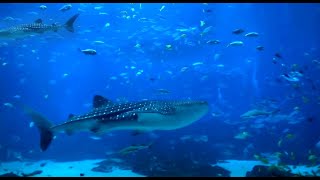 Super Relaxing Aquarium Screensaver with Two Whale Sharks