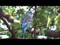 2019 0714 blue parakeet video