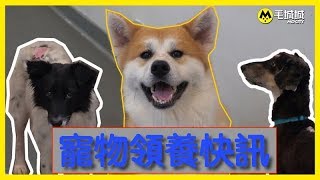 【寵物領養快訊】香港愛護動物協會 14/9/2017