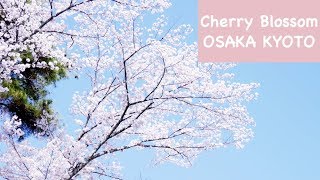 京都大阪賞櫻之旅 Cherry Blossom trip - OSAKA KYOTO