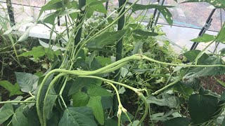 Update Yardlong Bean | ถั่วฝักยาวใช้เวลาปลูก 42 วัน ก็เริ่มเก็บผลผลิต