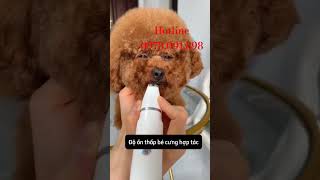 Tông đơ 4in1 cắt tỉa lông thú cưng siêu tiết kiệm và tiện lợi #ticipet #pets #cat #dog #tongdo #meo