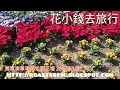 將軍澳單車館公園花壇2022年1月上旬開花狀況 香港賞花2022