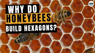 Why Do Honeybees Build Hexagons