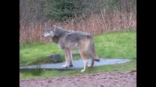 Wolf Visits Cape Scott Lightstation BC, Canada