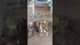 ஊருக்கு பசு மாடு  வீட்டுக்கு எரும மாடு 😜😜🐓🐓 #funny #comedy #trending #viral #shortvideos