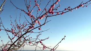 筑波山梅まつり／Tsukubasan Plum Festival ―2018.3.3