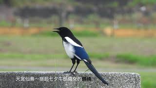 喜鵲（Eurasian magpie）