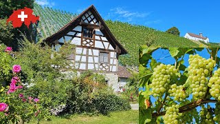 Heavenly Switzerland🇨🇭Walking in Fruits paradise ! Kartause Ittingen _ Canton Thurgau