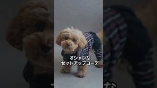 ハンドメイド犬服♡🐶オシャレなセットアップコーデ🧥 #shorts #犬動画 #ショート動画 #ミックス犬 #犬服ハンドメイド#手作り#愛犬 #handmade #japan