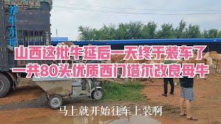 山西这批牛延后一天终于装车了，一共80头优质西门塔尔改良母牛