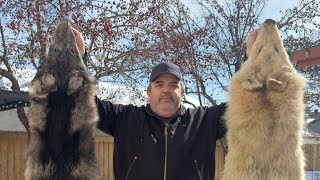 How much did my Timber Wolves weigh!?