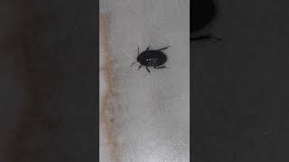 Smallest Beetle//கடுகு அளவு மிக சிறிய வண்டு