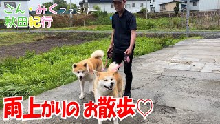 雨上がりのお散歩♡　ごん・みくファミリー秋田紀行♡　秋田犬【ごん・みく チャンネル】