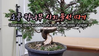 소품 향나무 사리 물선 따기 Creating dead wood feature of small-sized Juniper