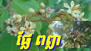 ដើម ផ្កា ផ្លែ ពព្លា /ពភ្លា / Poplea tree