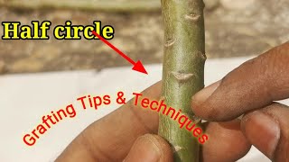 Adenium Grafting - learn everything, you will 100% success एक वीडियो मे सबकुछ grafting के बारे में.