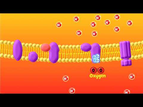 Where does electron transport occur?