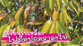 ทุเรียนใบเหลือง ไฟท็อปธอราลงใบ สาเหตุและวิธีแก้ไข