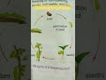 how seed grows life cycle of flowering plant seed life cycle ytshorts ytshort youtube