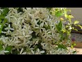 how to get heavy blooming from clematis vine ranjai flower plant care tips for clematis vine