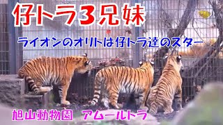 ライオンのオリトは仔トラ達のスター（旭山動物園　アムールトラのザリアと3兄妹）~ Lion \