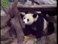 panda pees on panda