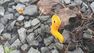 Brilliant orange caterpillar tries to scare away predator using huge fake snake eyes