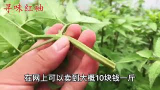 农村的鬼针草煮水，它的价值好多人不知道，看完终身受益