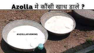 Azolla मे कोंसी खाद दाले?  @azolla      Azolla cultivation #azollafarming