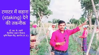 टमाटर में सहारा देने की तकनीक // Tamatar me sahara  (staking) dene ki takneek // Dr. S. K. Tyagi