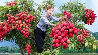 Harvesting Fresh Red Lychee Fruit Goes to market sell | Every Minute Harvesting Fruit