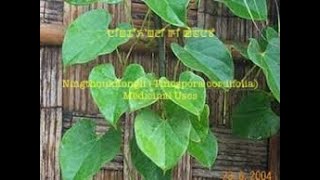 Ningthoukhongli (Tinospora cordifolia) Medicinal Uses (Manipuri) ꯅꯤꯡꯊꯧꯈꯣꯡꯂꯤ ꯒꯤ ꯀꯥꯟꯅꯕꯥ