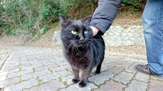 帰ろうとすると、黒猫が「もっとモフって！」と追いかけてきた