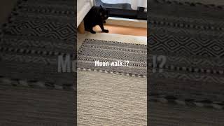 【くろねこ】え？そうやって出てくるんかい！ #cat #moonwalk  #猫 #shorts #黒猫