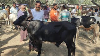 @আজ ২৪ ফেব্রুয়ারী  ২৫ | ফ্রিজিয়ান,ক্রস জাতের ষাঁড় বাছুর গরুর দাম | রানীগঞ্জ হাট | দিনাজপুর