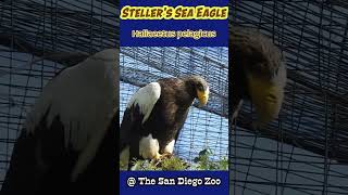 The Biggest Beak at the Zoo | Steller's Sea Eagle #birds #shorts