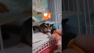 ミルクの時間#cutebaby #pets #sugarglider#モモンガのいる生活 #モモンガの赤ちゃん #癒し #かわいい #じょうずな飲み方#小動物#おいしいミルク