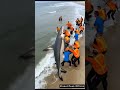 massive shark rescue in the beach shark rescue beach