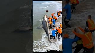 Massive Shark Rescue in the Beach #shark #rescue #beach