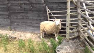 Canadian Sheep