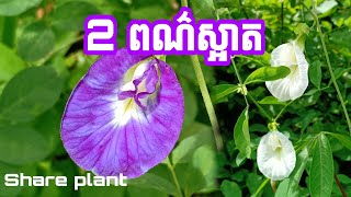 The butterfly pea flower health benefits ផ្កាមេអំបៅពណ៌ស កម្រមាន