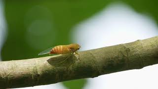 薄翅蟬 蟬鳴聲 / Chremistica ochracea - Cicadas in Taiwan