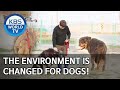 The environment is totally changed for dogs! [Dogs are incredible/ENG/2020.03.31]