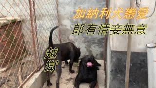 加纳利犬越狱谈恋爱，主人：成全你。母犬主动示好，能成功吗