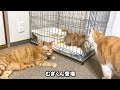 ケージ越しに初対面した子猫と先住猫