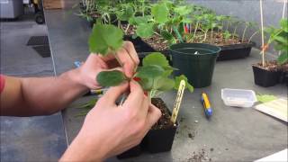 Cucurbit grafting