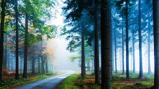 Forest Relaxing Music for Stress Relief, Relaxing Music, Stress Relief, Meditation Music
