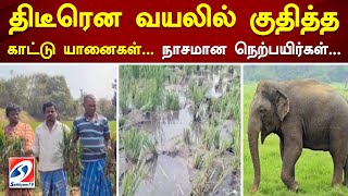 திடீரென வயலில் குதித்த காட்டு யானைகள்... நாசமான நெற்பயிர்கள்..