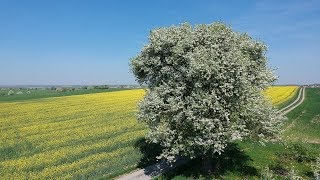 So schön ist Hohenlohe, Frühlingszauber, Neuenstein, Waldenburg,  Blütenpracht Streuobst Wiesen